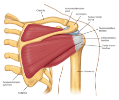 What are some symptoms of shoulder impingement syndrome?